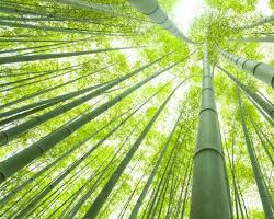 कहानी: चीनी बांस का पेड़ (The Chinese Bamboo Tree)
